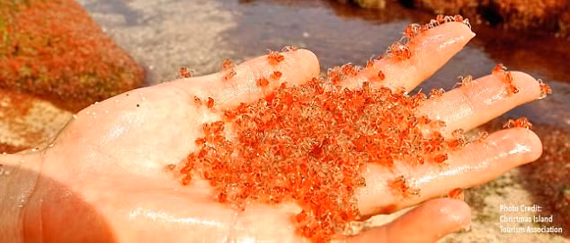 cuoc di cu an tuong cua hang trieu con cua do