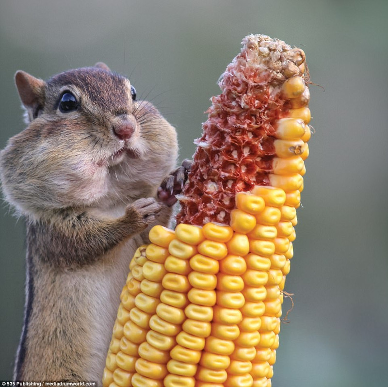 cuoi nghieng nga voi loat anh dong vat hai huoc
