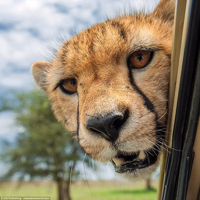 cuoi nghieng nga voi loat anh dong vat hai huoc