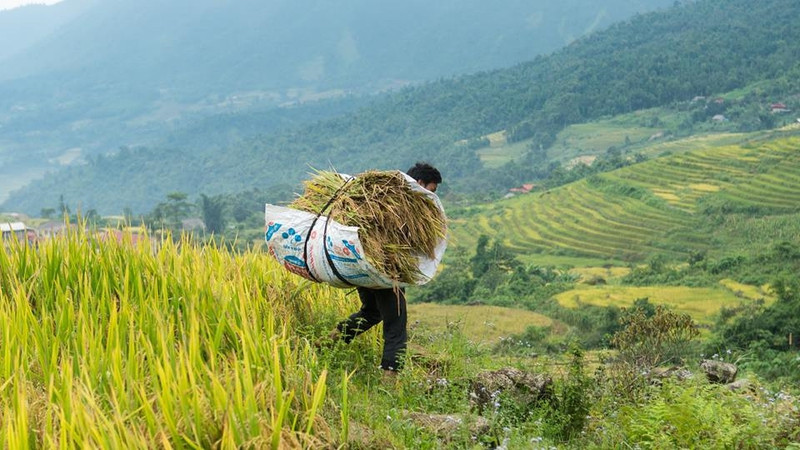 Không chỉ vậy, bạn còn có thể thỏa sức ngắm nhìn, hòa mình vào cuộc sống lao động vất vả nhưng tràn ngập niềm vui của đồng bào dân tộc nơi đây. canh sac nhu tranh cua sa pa mua lua chin