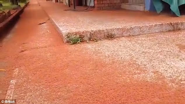 cuoc di cu an tuong cua hang trieu con cua do