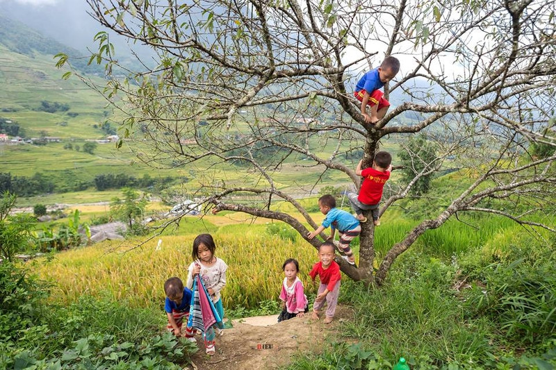 Từ những ngôi nhà ở lưng chừng núi, chúng đi thành đoàn, xuyên qua những thửa ruộng chín vàng, tụ tập ở những khoảng đất trống, cười nói vang cả thung lũng. canh sac nhu tranh cua sa pa mua lua chin