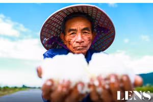 “Thân cò” trên cánh đồng muối