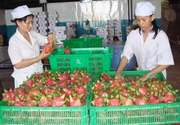 4 tháng đầu năm 2011, xuất khẩu thanh long sang Mỹ đạt 600 tấn