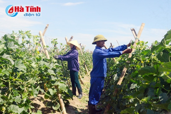 Nông sản, thực phẩm Hà Tĩnh: "Sạch" từ ruộng, vườn! ảnh 1 Nông sản, thực phẩm Hà Tĩnh: "Sạch" từ ruộng, vườn! ảnh 1