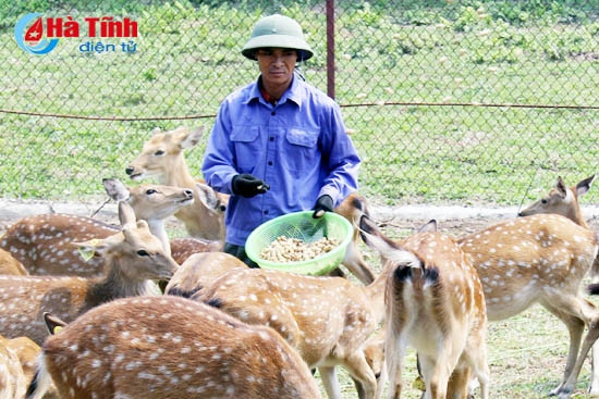 Nuôi hươu theo chuỗi giá trị: Xóa bỏ lối chăn nuôi truyền thống ảnh 2