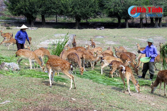 Nuôi hươu theo chuỗi giá trị: Xóa bỏ lối chăn nuôi truyền thống ảnh 1