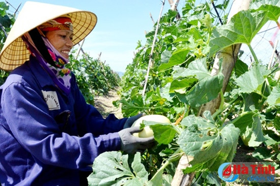 Liên kết DN - nông dân: 'Mắt xích' trong sản xuất rau, củ, quả ảnh 2 Liên kết DN - nông dân: 'Mắt xích' trong sản xuất rau, củ, quả ảnh 2