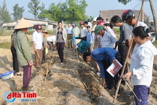 Trồng cỏ VA06 phục vụ chăn nuôi bò chất lượng cao ảnh 1