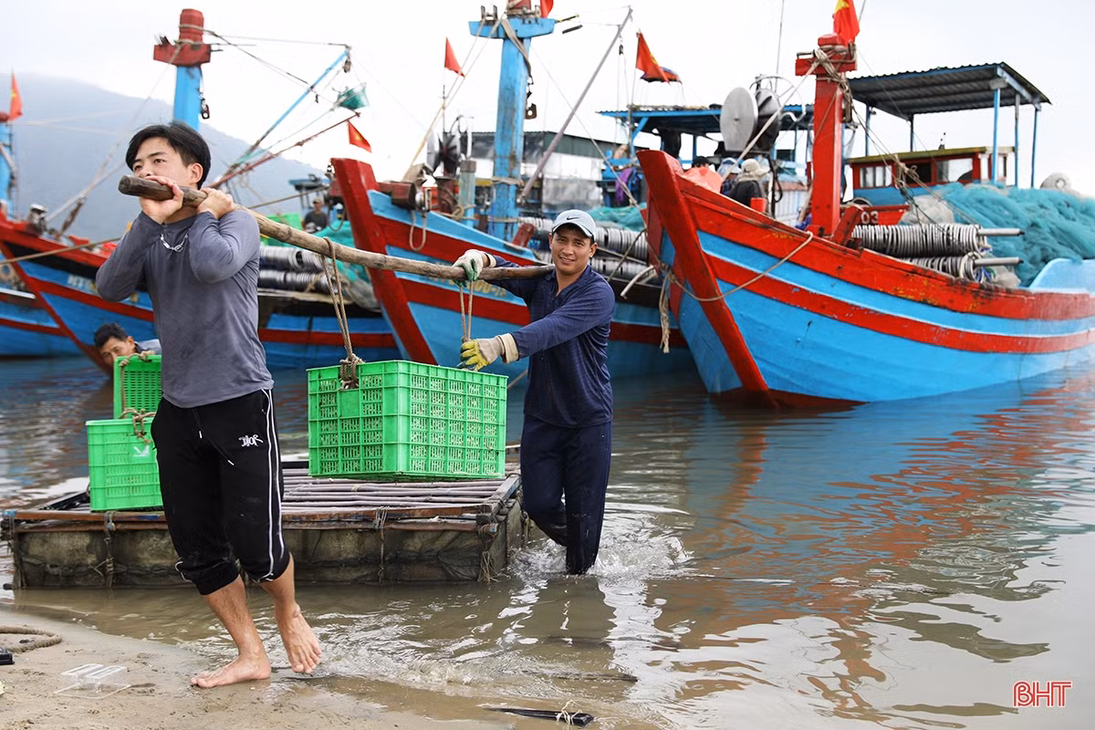 Ngư dân thị xã phía Nam Hà Tĩnh trúng đậm luồng cá cơm