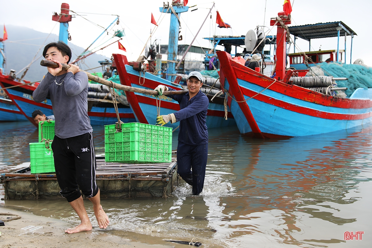 Ngư dân thị xã phía Nam Hà Tĩnh trúng đậm luồng cá cơm