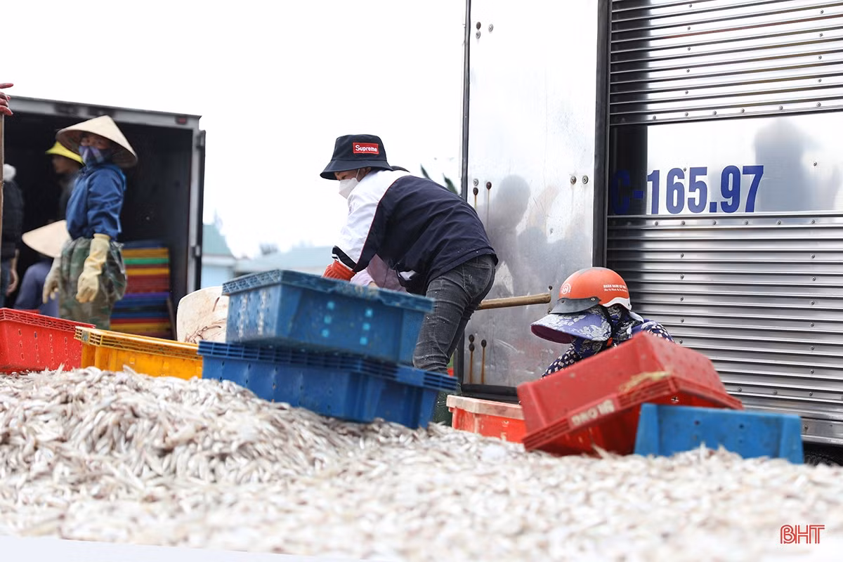 Ngư dân thị xã phía Nam Hà Tĩnh trúng đậm luồng cá cơm