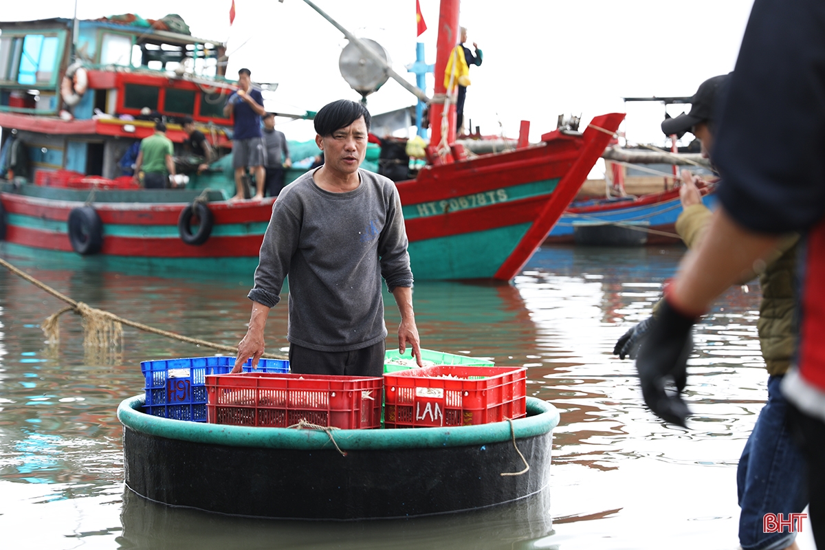 Ngư dân thị xã phía Nam Hà Tĩnh trúng đậm luồng cá cơm