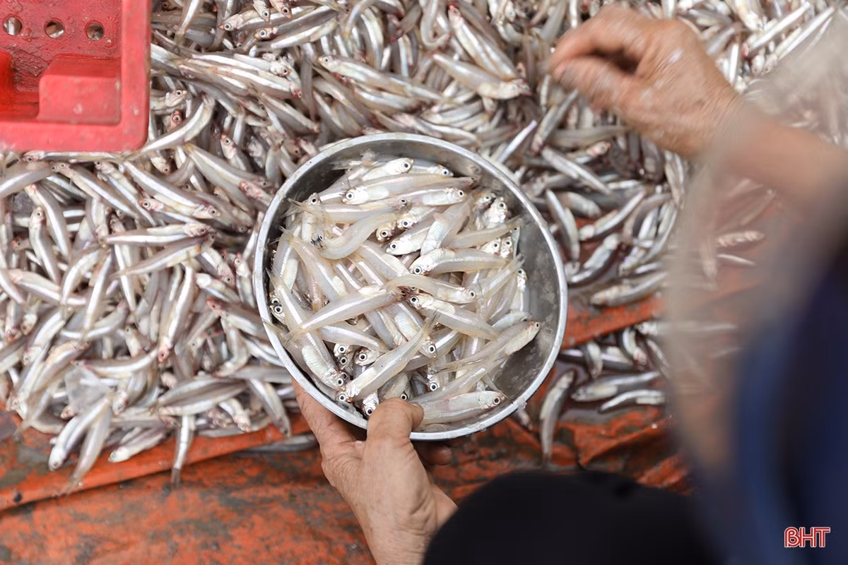 Ngư dân thị xã phía Nam Hà Tĩnh trúng đậm luồng cá cơm