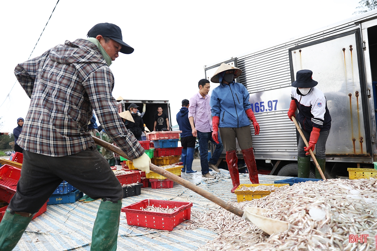 Ngư dân thị xã phía Nam Hà Tĩnh trúng đậm luồng cá cơm