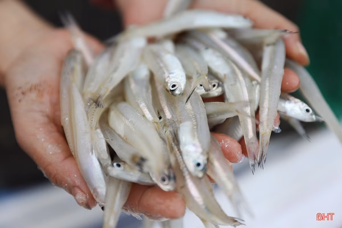 Ngư dân thị xã phía Nam Hà Tĩnh trúng đậm luồng cá cơm