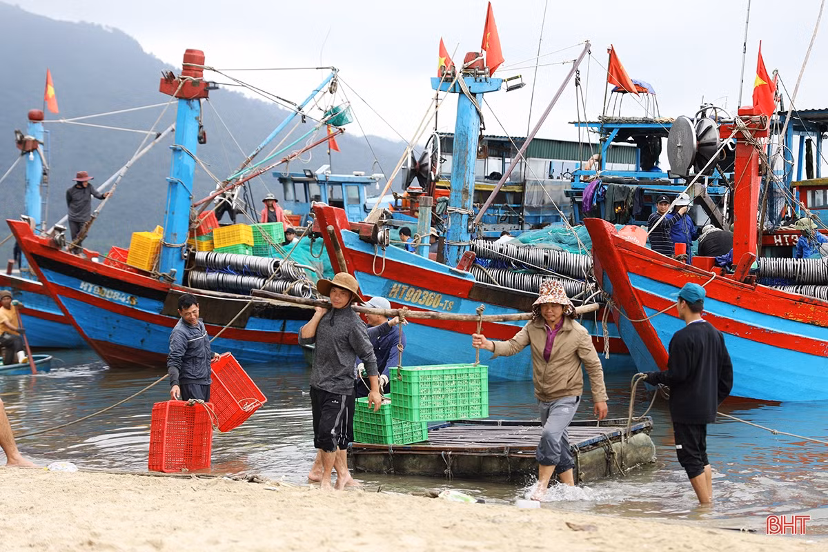 Ngư dân thị xã phía Nam Hà Tĩnh trúng đậm luồng cá cơm