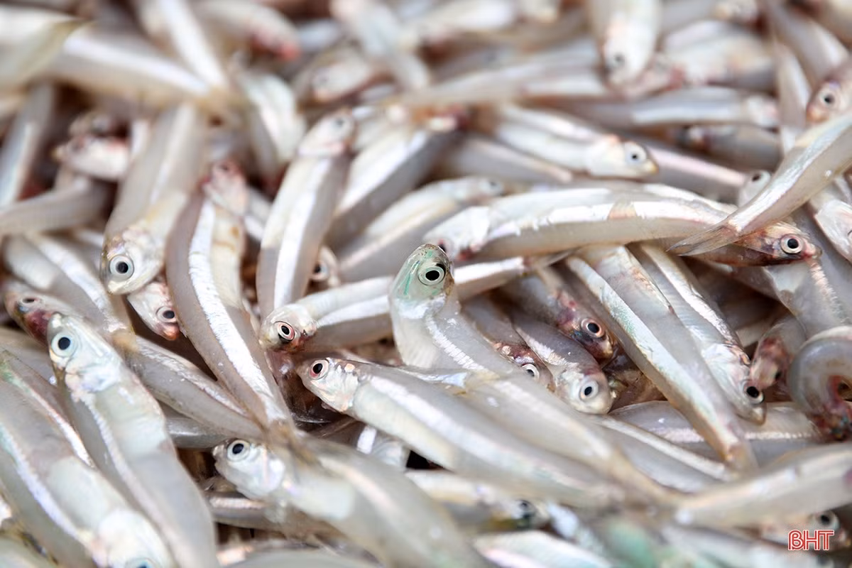 Ngư dân thị xã phía Nam Hà Tĩnh trúng đậm luồng cá cơm