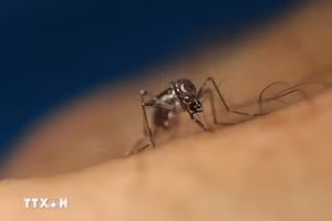 Giải mã nguyên nhân có người luôn bị muỗi "săn đuổi"