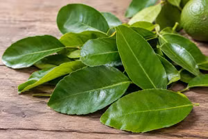 Cách dùng lá chanh giảm ho, dễ thực hiện 