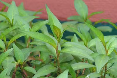 rau ram tri nhieu benh