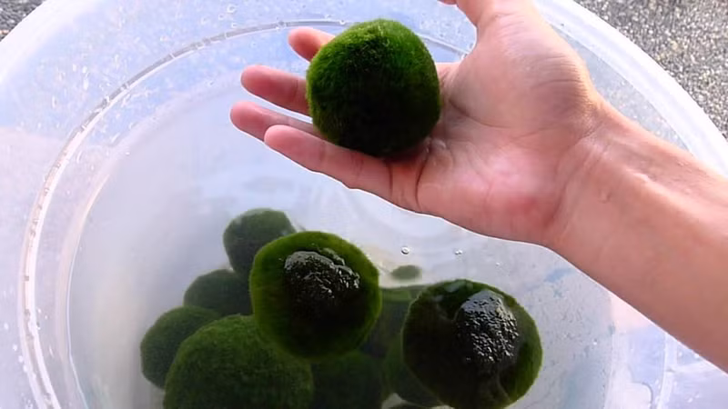 bong reu bau vat tu nhien cua nguoi dan nhat ban