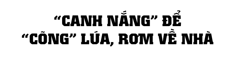 Nông dân Hà Tĩnh “trốn nắng” thu hoạch lúa xuân