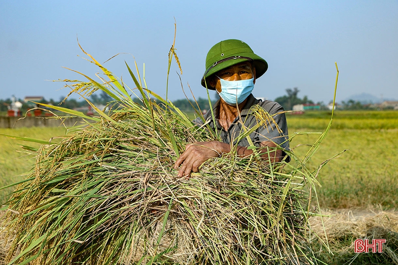 Nông dân Hà Tĩnh “trốn nắng” thu hoạch lúa xuân