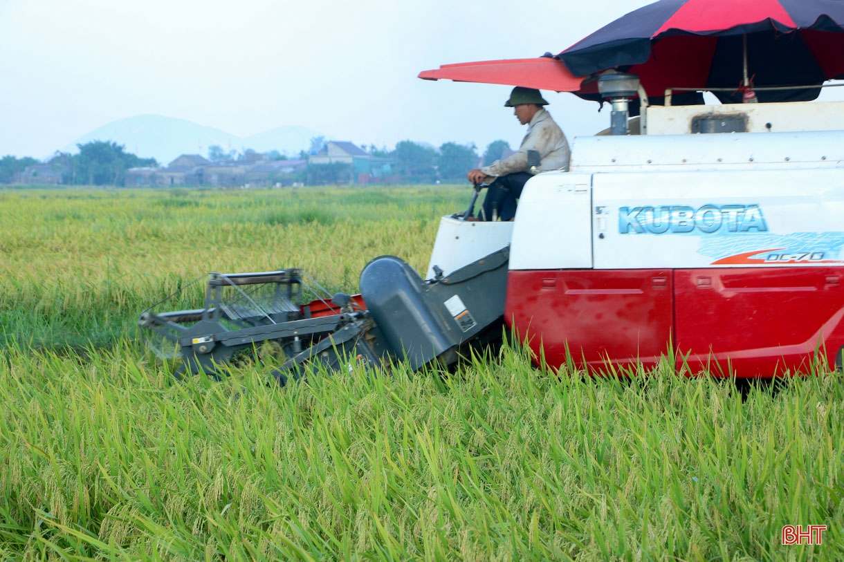 Nông dân Hà Tĩnh “trốn nắng” thu hoạch lúa xuân