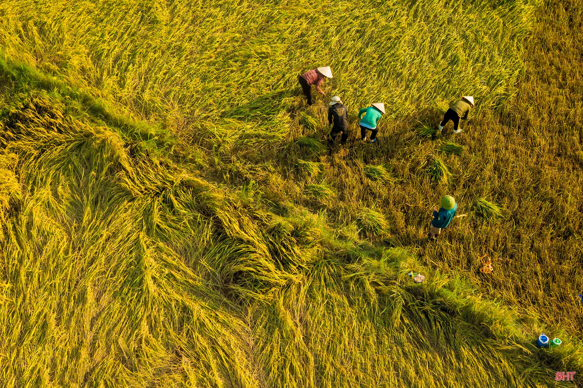 Nông dân Hà Tĩnh “trốn nắng” thu hoạch lúa xuân