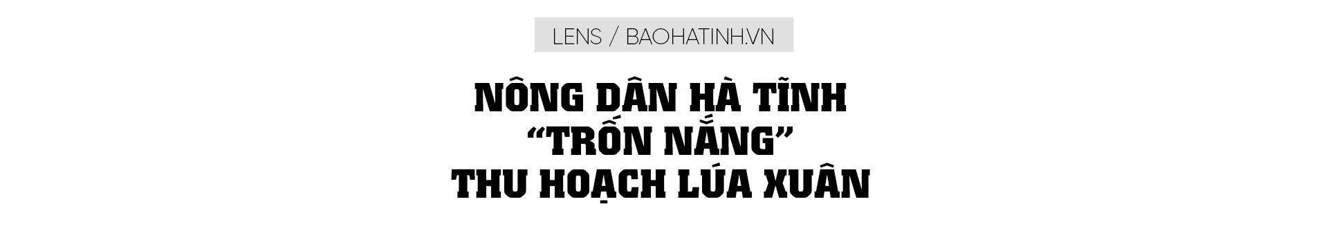 Nông dân Hà Tĩnh “trốn nắng” thu hoạch lúa xuân
