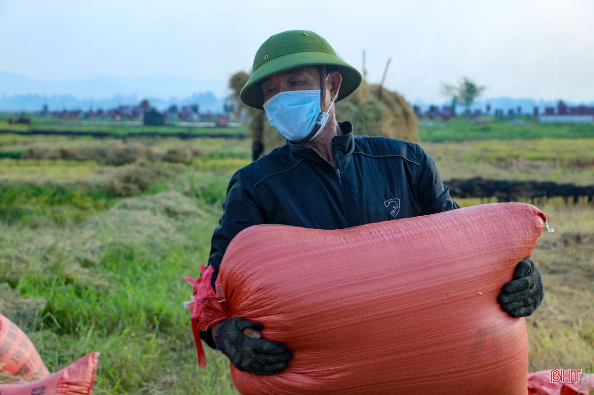 Nông dân Hà Tĩnh “trốn nắng” thu hoạch lúa xuân