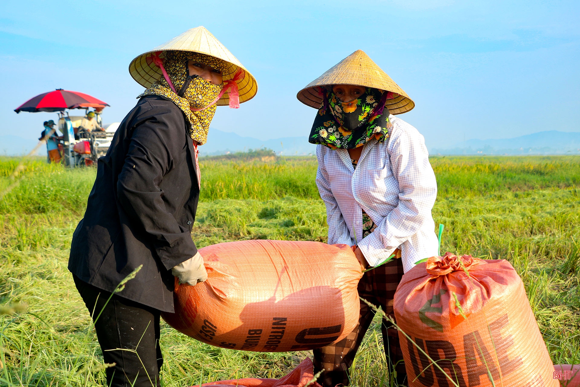 Nông dân Hà Tĩnh “trốn nắng” thu hoạch lúa xuân