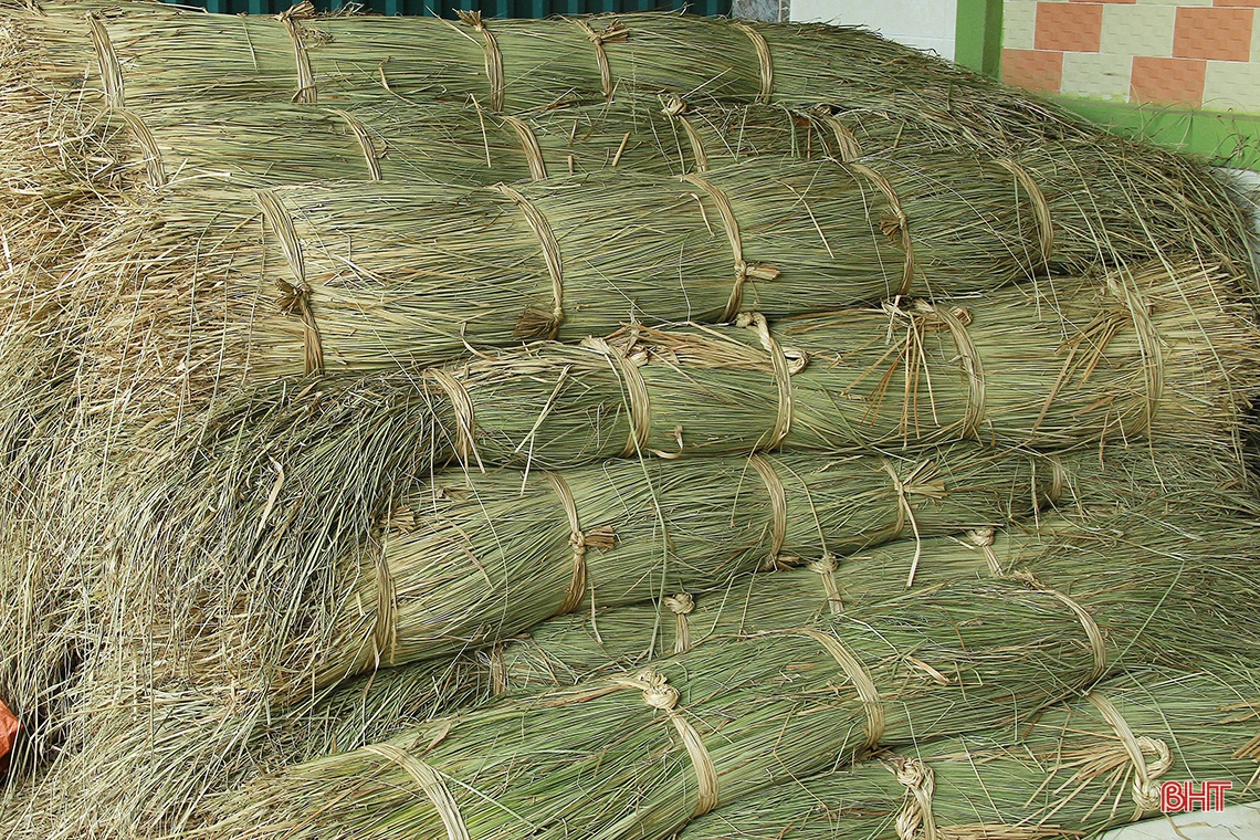 “Ốc đảo” Hồng Lam mùa thu hoạch cói
