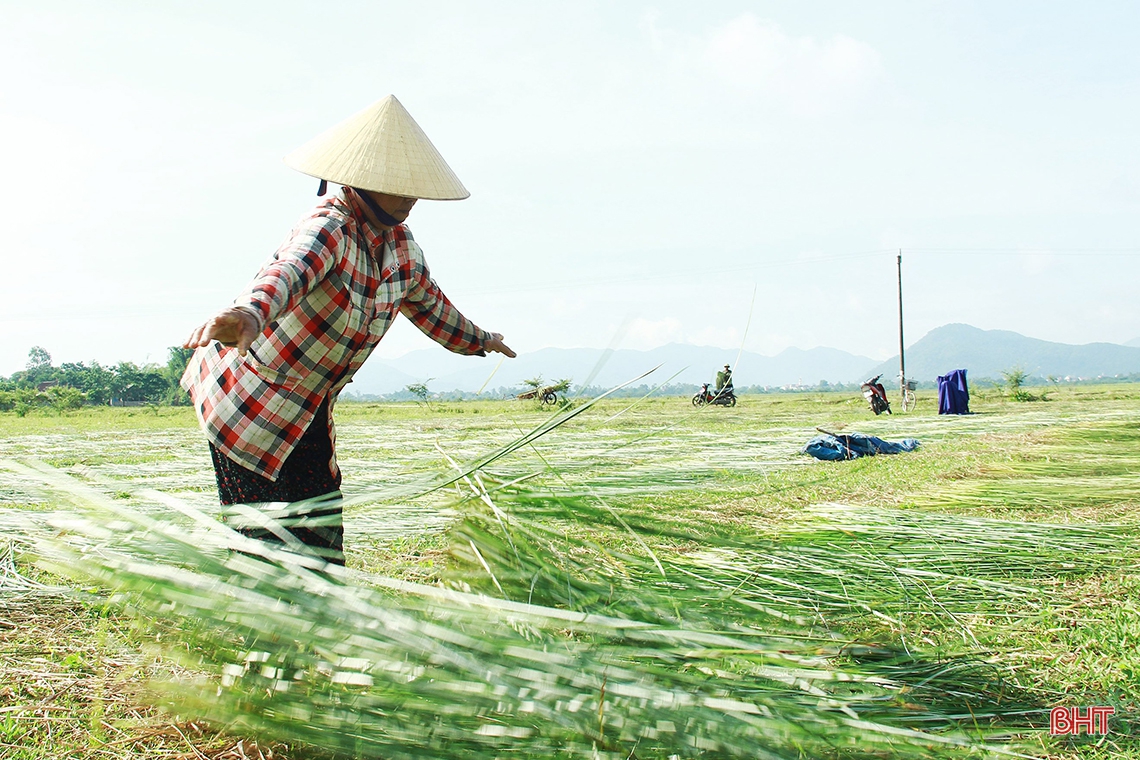 “Ốc đảo” Hồng Lam mùa thu hoạch cói
