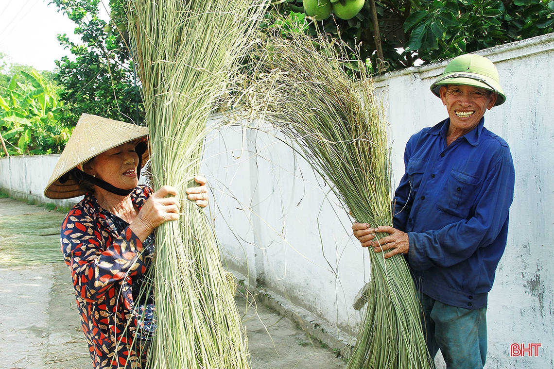 “Ốc đảo” Hồng Lam mùa thu hoạch cói
