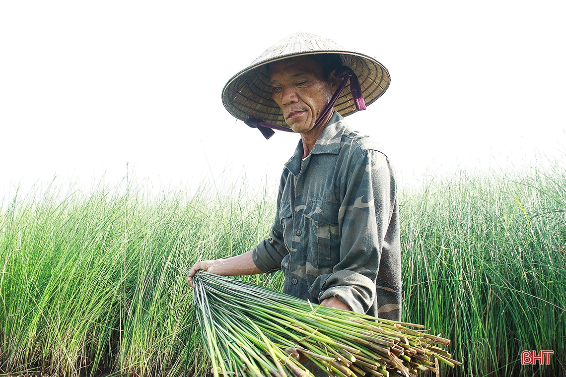 “Ốc đảo” Hồng Lam mùa thu hoạch cói