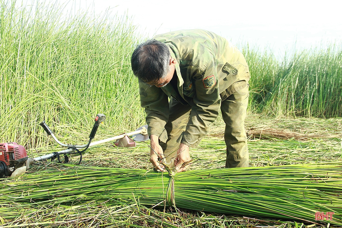 “Ốc đảo” Hồng Lam mùa thu hoạch cói