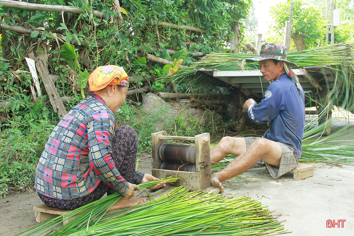 “Ốc đảo” Hồng Lam mùa thu hoạch cói
