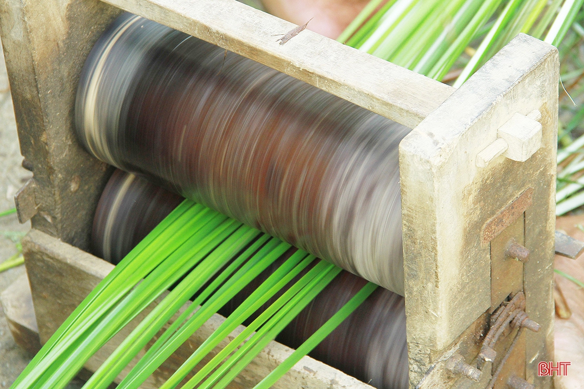 “Ốc đảo” Hồng Lam mùa thu hoạch cói