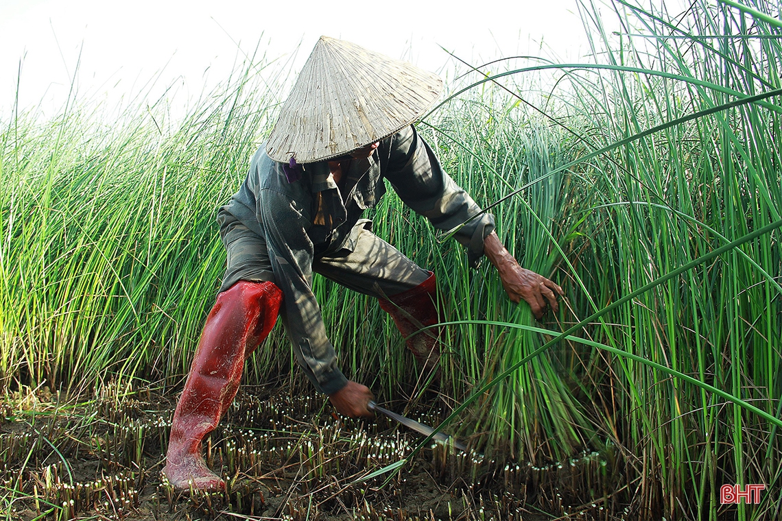 “Ốc đảo” Hồng Lam mùa thu hoạch cói