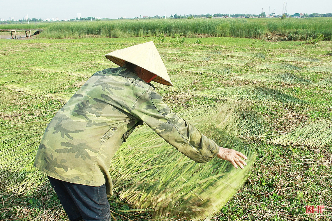 “Ốc đảo” Hồng Lam mùa thu hoạch cói