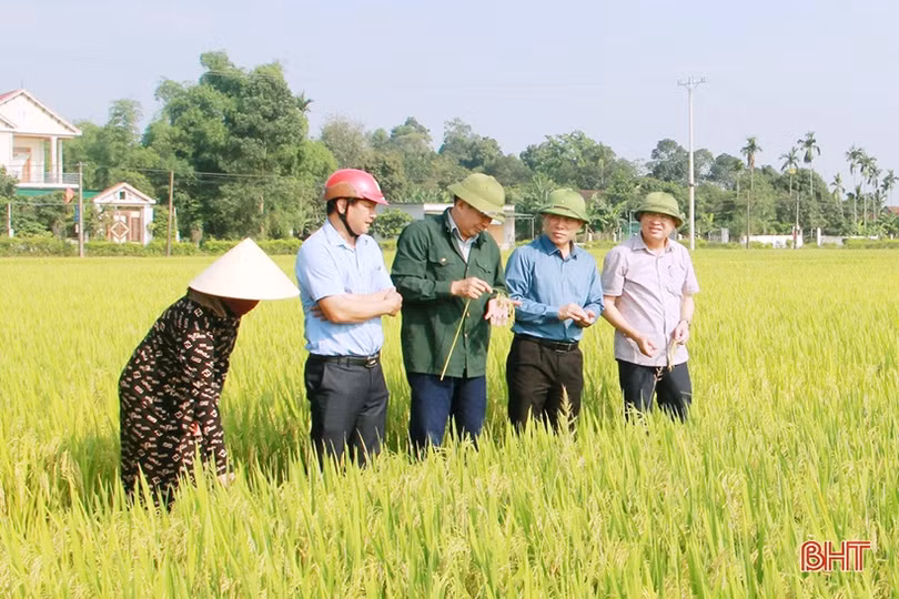 Can Lộc khắc phục hàng trăm ha lúa bị đổ, tập trung thu hoạch vụ xuân