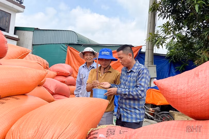 Giảm chi phí sản xuất với mô hình quản lý dịch hại tổng hợp trên cây lúa