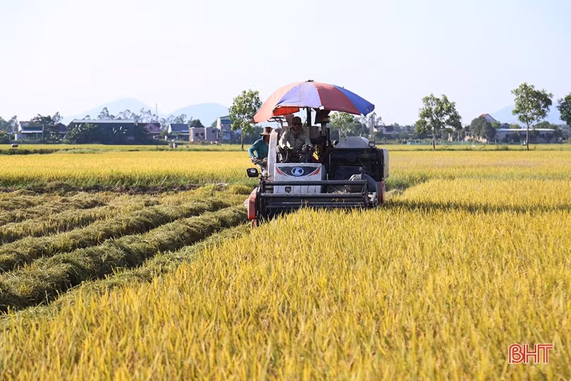 Quyết không để xảy ra tình trạng “bảo kê” gặt lúa ở Hà Tĩnh
