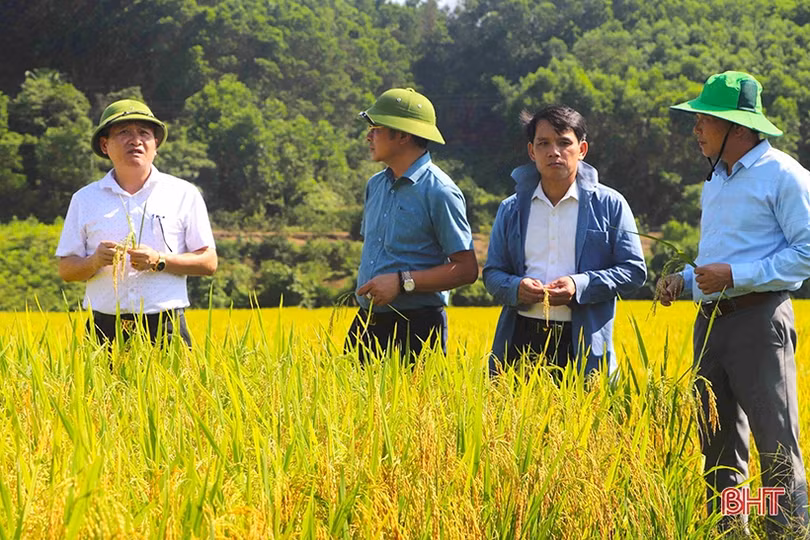 Giống lúa hữu cơ DT39 trên đồng ruộng Vũ Quang có nhiều ưu điểm