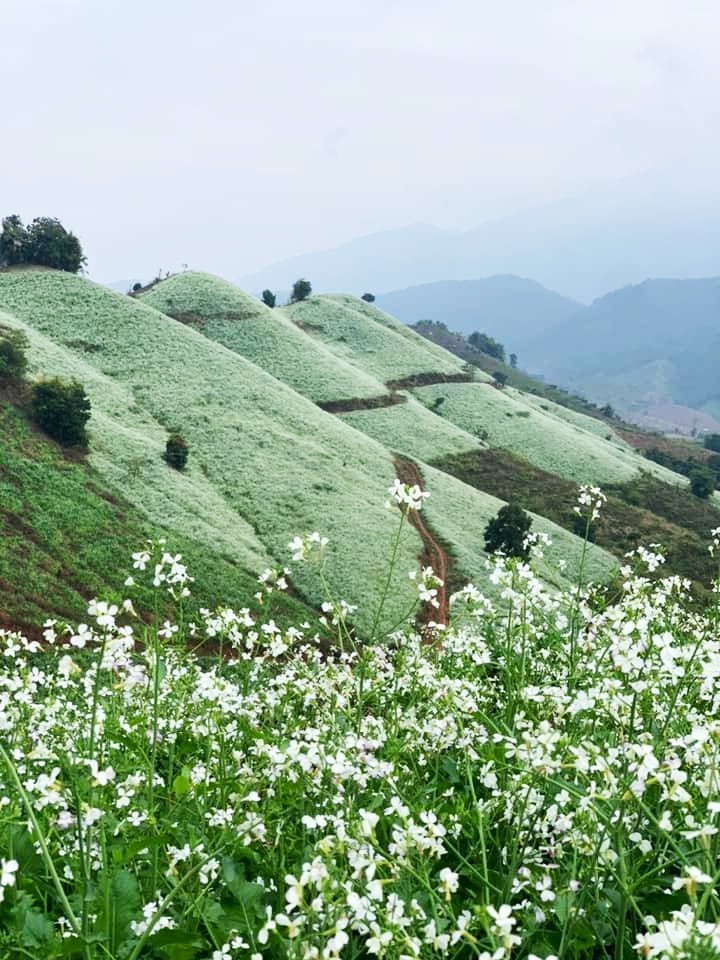 Những điểm đến ngắm hoa tháng 11