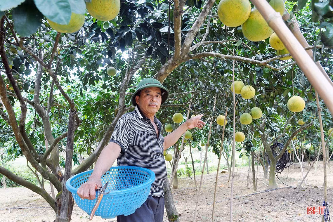Hương Khê mùa bưởi chín...