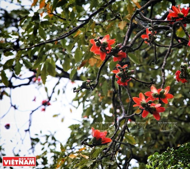 photo ha noi dep diu dang va tho mong trong khoanh khac giao mua