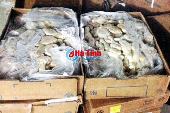 thu giu tren 500 kg dui canh ga muc ong ban